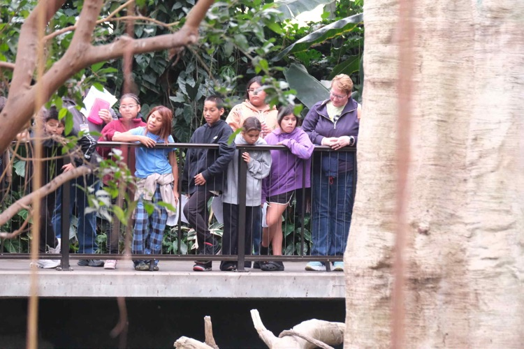 students exploring zoo and watching from behind barrier