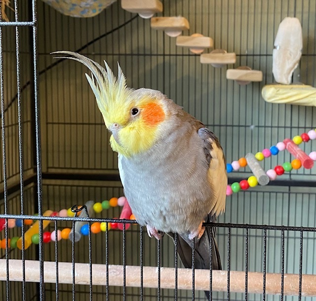 cockatiel sitting on cage door