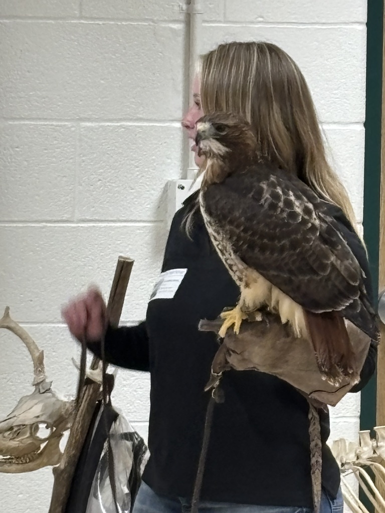 female red tail hawk