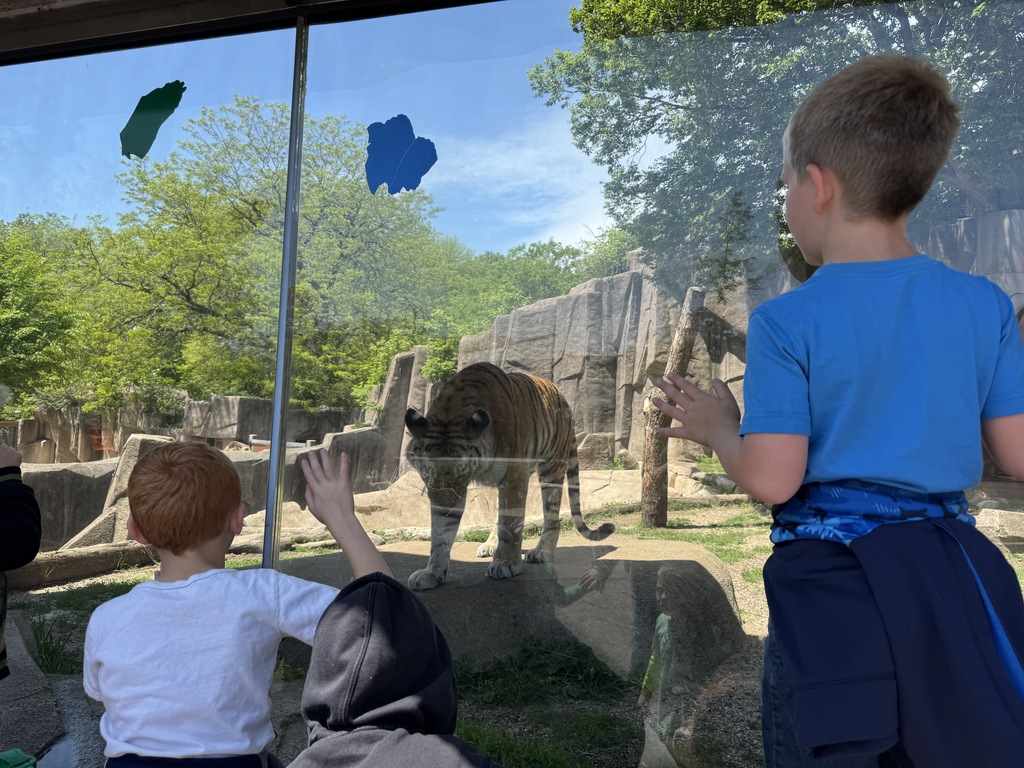 students looking at a tiger at the zoo