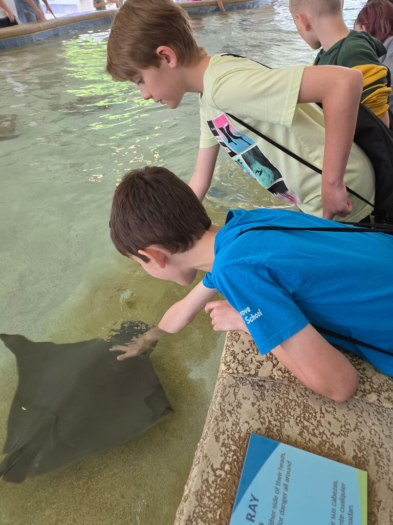 A student pets a stingray