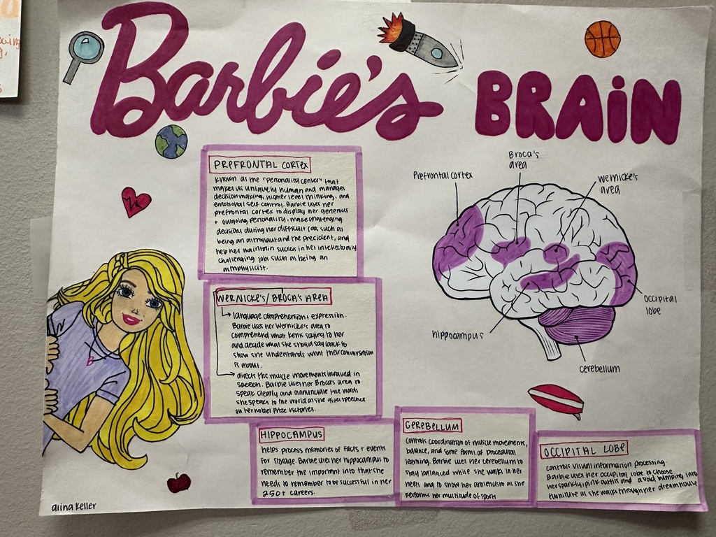 A bulletin board with a drawing of a Barbie doll and a diagram of a human brain.