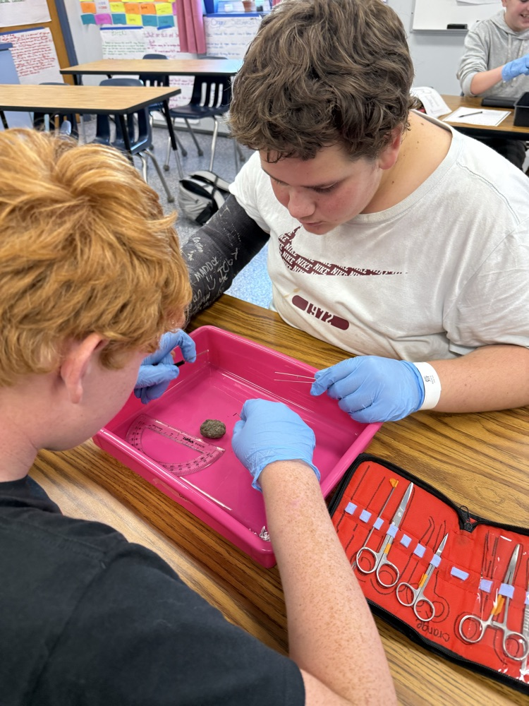 Biology students dissecting owl pellets.