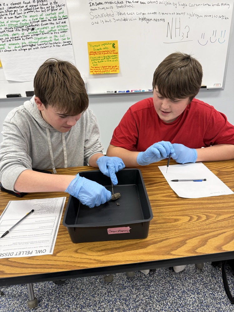 Biology students dissecting owl pellets.