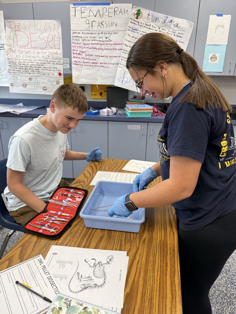 Biology students dissecting owl pellets.