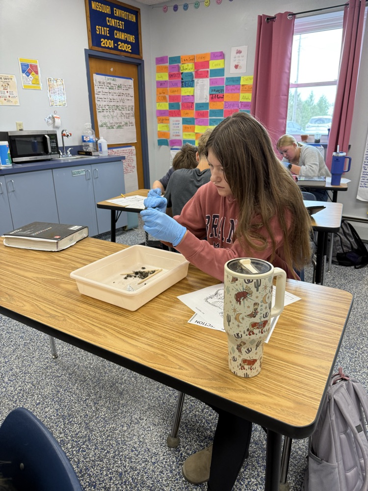 Biology students dissecting owl pellets.