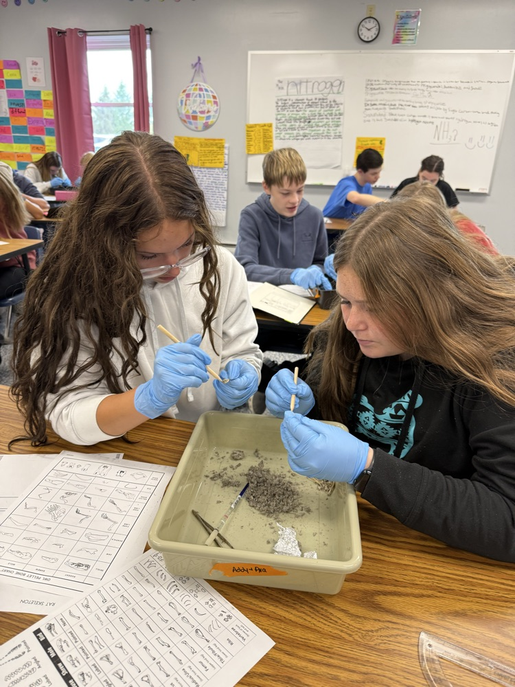 Biology students dissecting owl pellets.