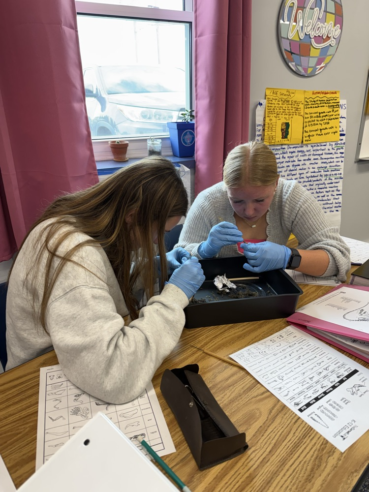 Biology students dissecting owl pellets.