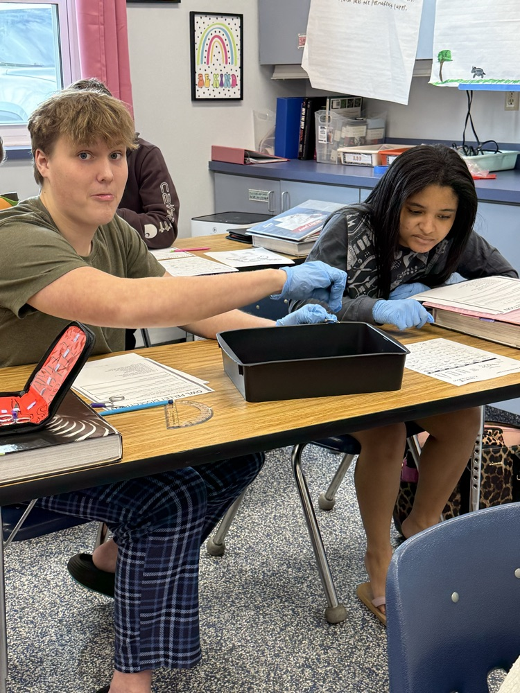 Biology students dissecting owl pellets.