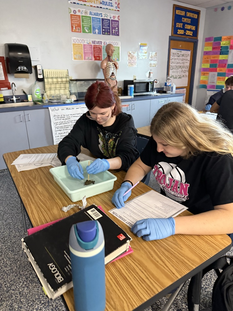 Biology students dissecting owl pellets.