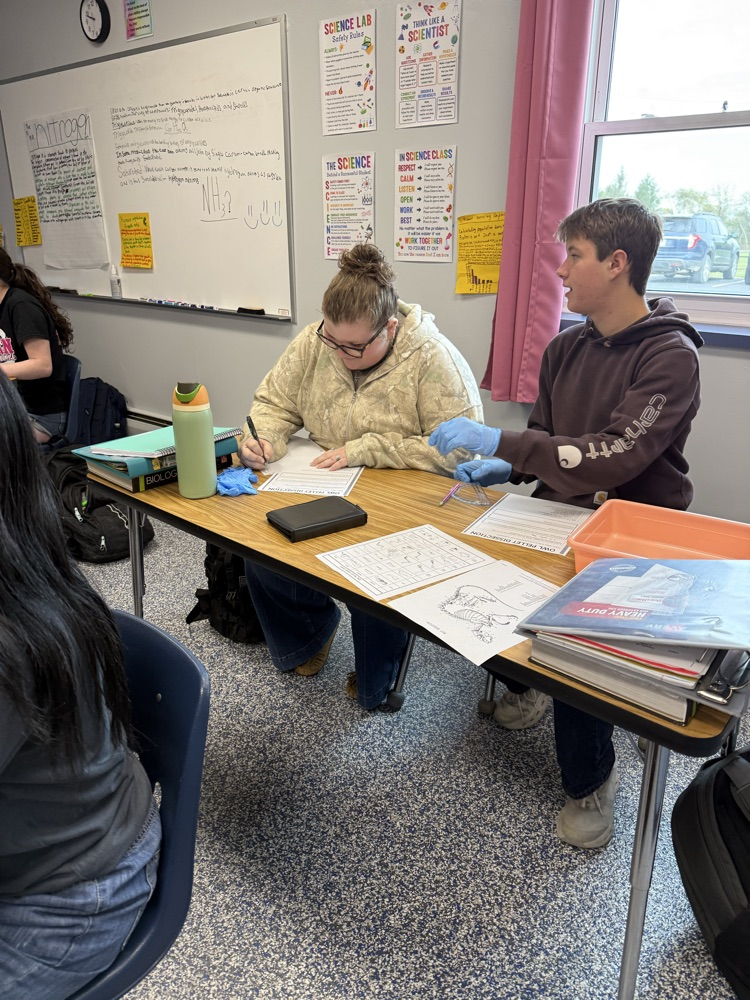 Biology students dissecting owl pellets.