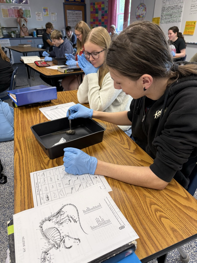 Biology students dissecting owl pellets.