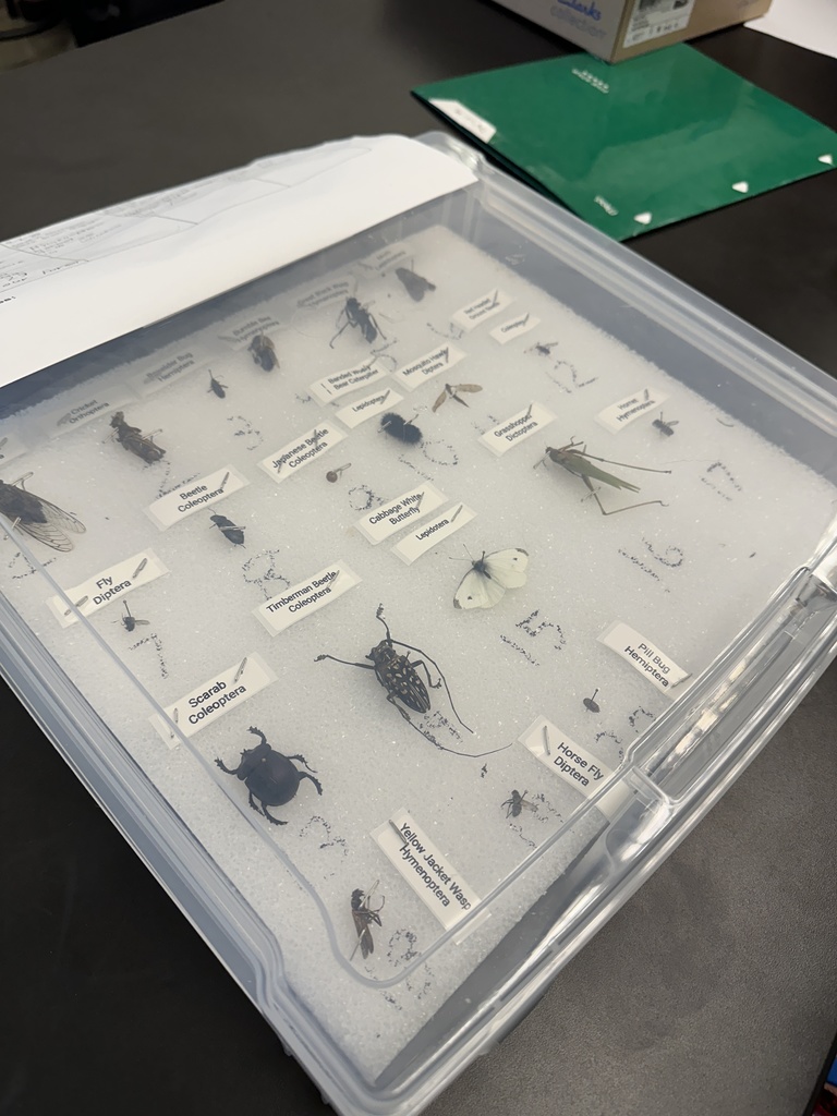 box of several different kinds of insects that students will be identifying