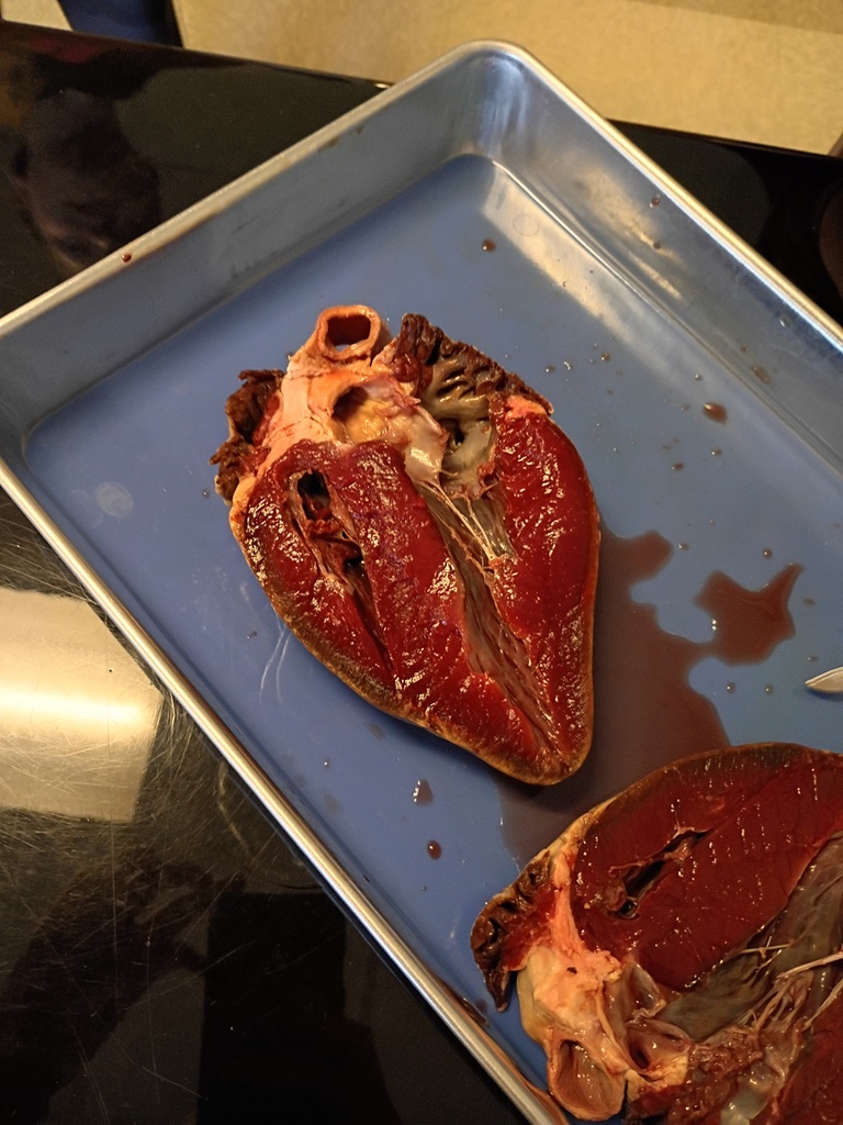 a deer heart used for dissection in a high school anatomy class