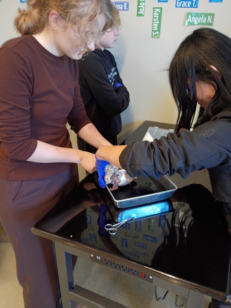 high school students dissecting a deer heart