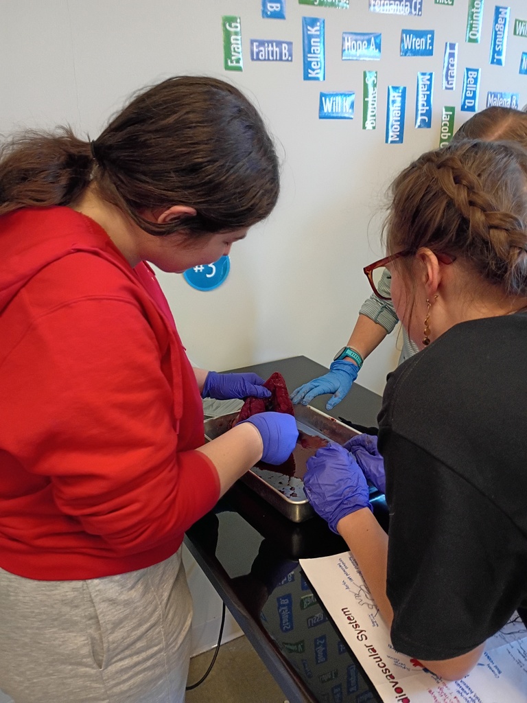 high school students dissecting a deer heart