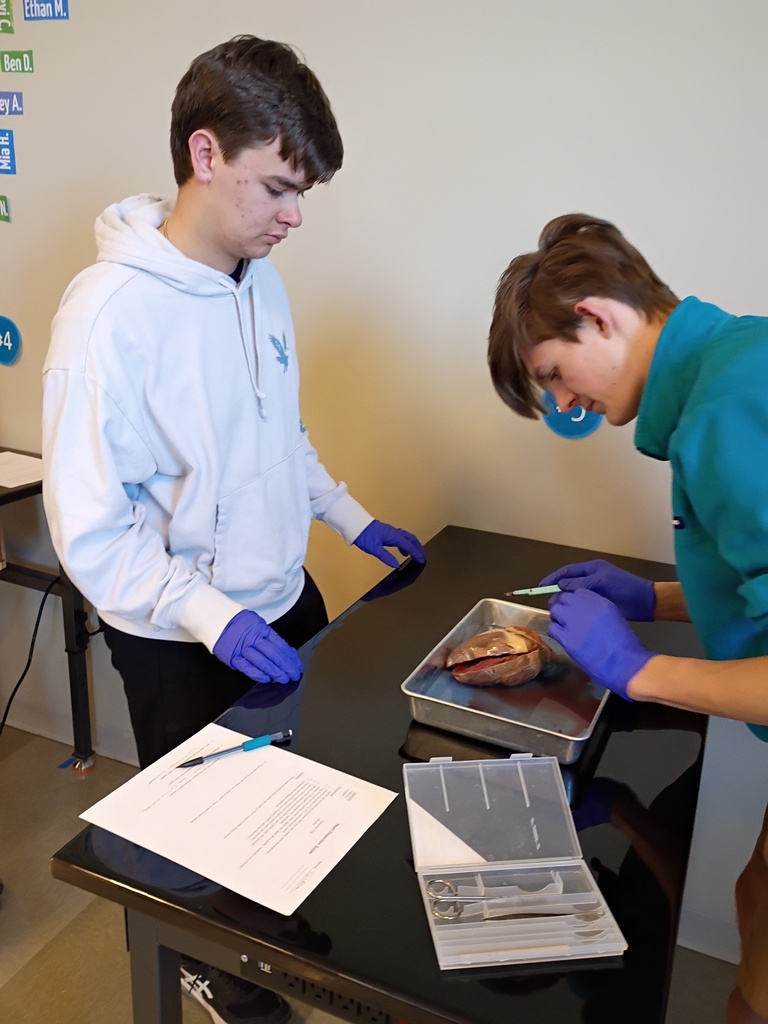 high school students dissecting a deer heart