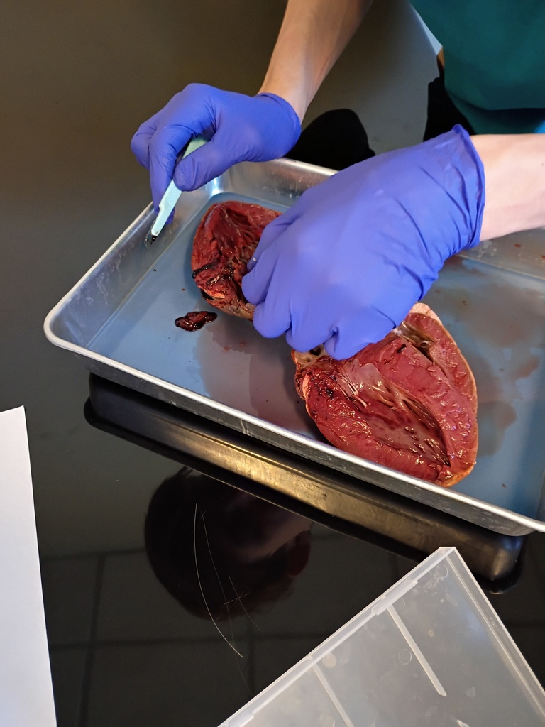 high school students dissecting a deer heart