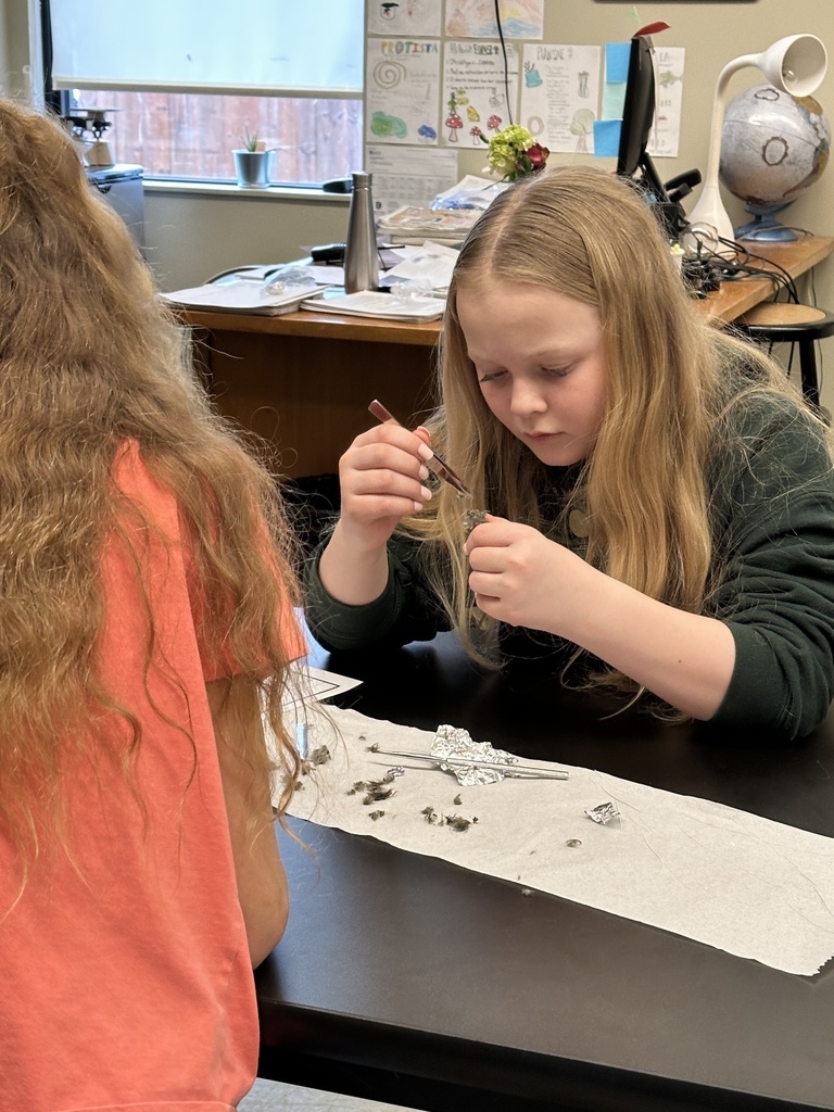 6th grade students dissecting owl pellets
