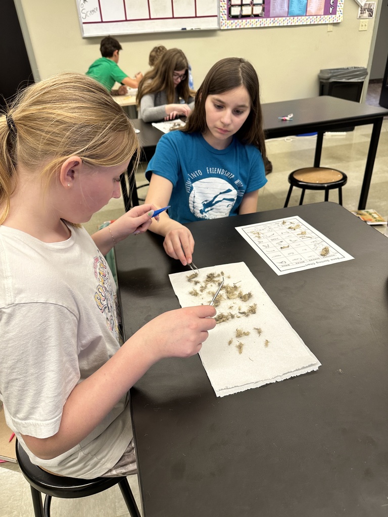 6th grade students dissecting owl pellets