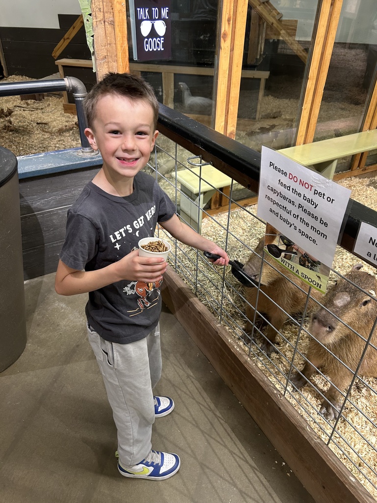 1st grade student feeding a capybara