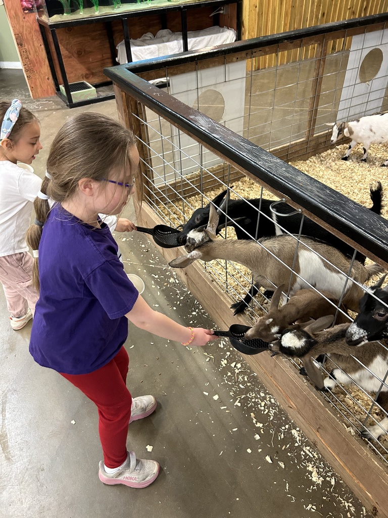 1st grade students feeding goats