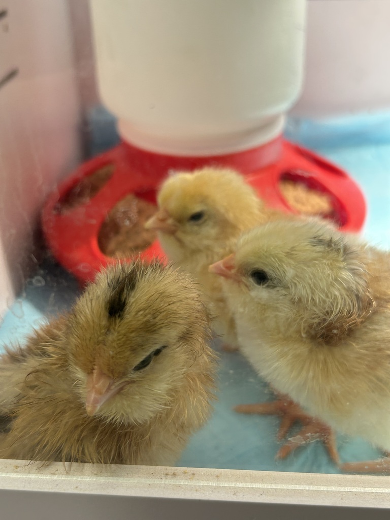 three freshly hatched chicks