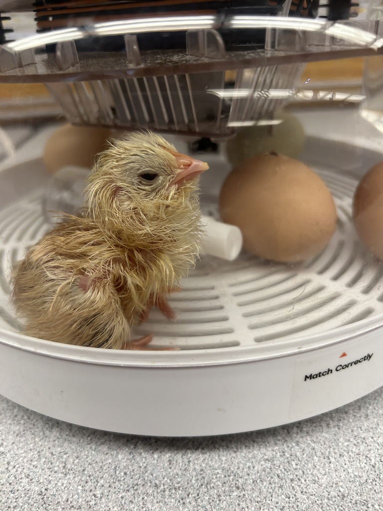 freshly hatched baby chick in an incubator