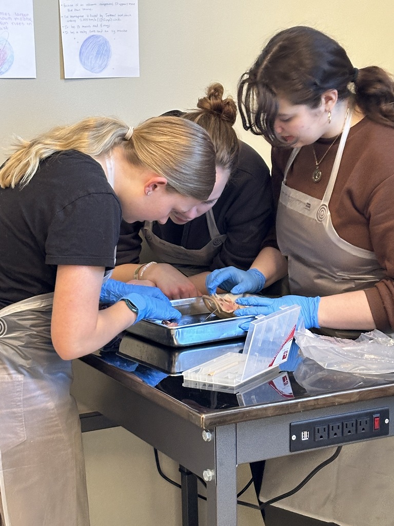 high school science students dissecting a rat