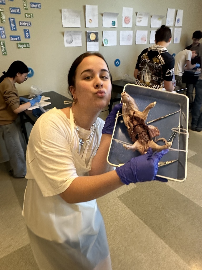 high school science students dissecting a fetal pig