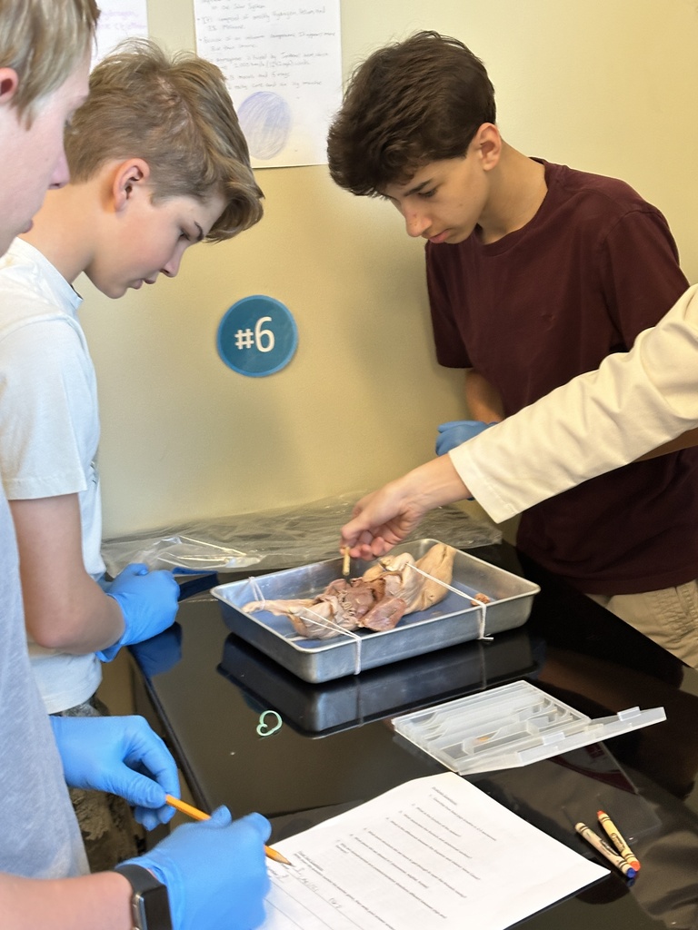 high school science students dissecting a fetal pig