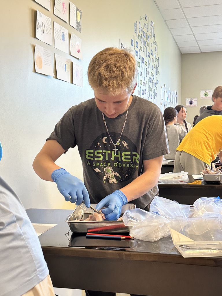 high school science students dissecting a fetal pig