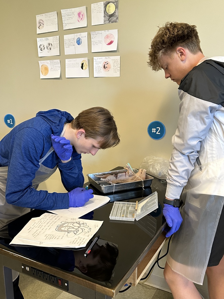high school science students dissecting a fetal pig