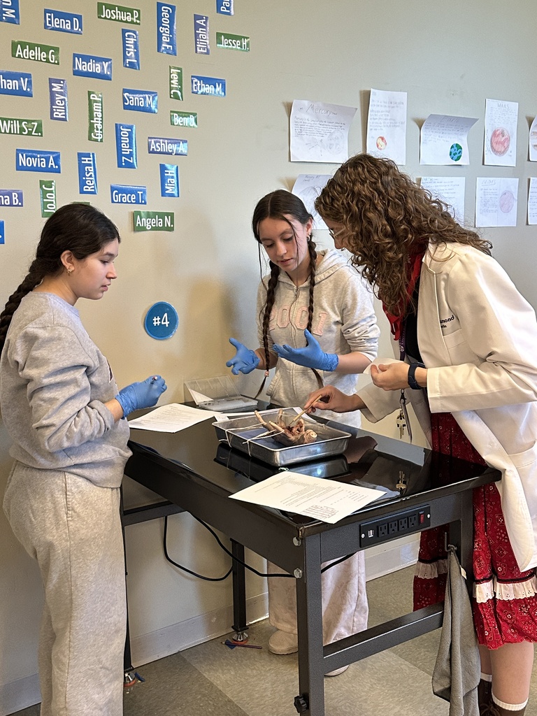 high school science students dissecting a fetal pig