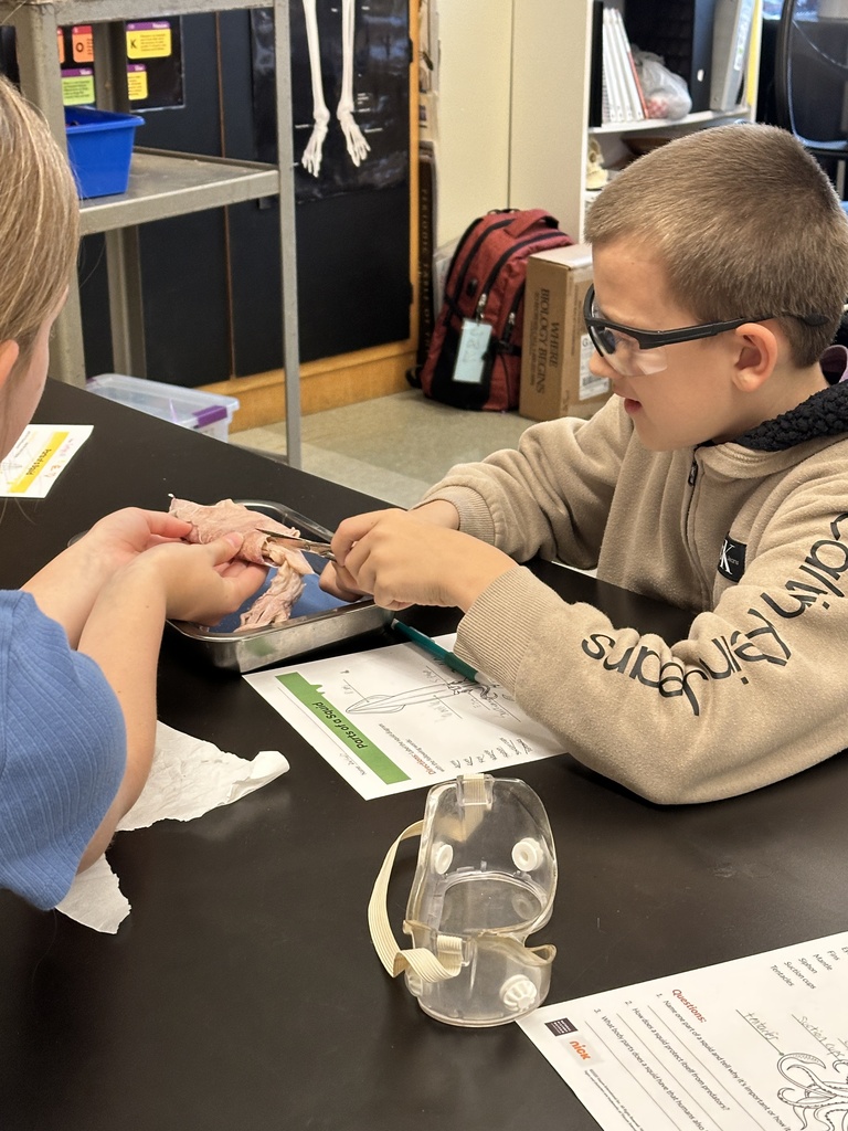 6th grade students dissecting a squid
