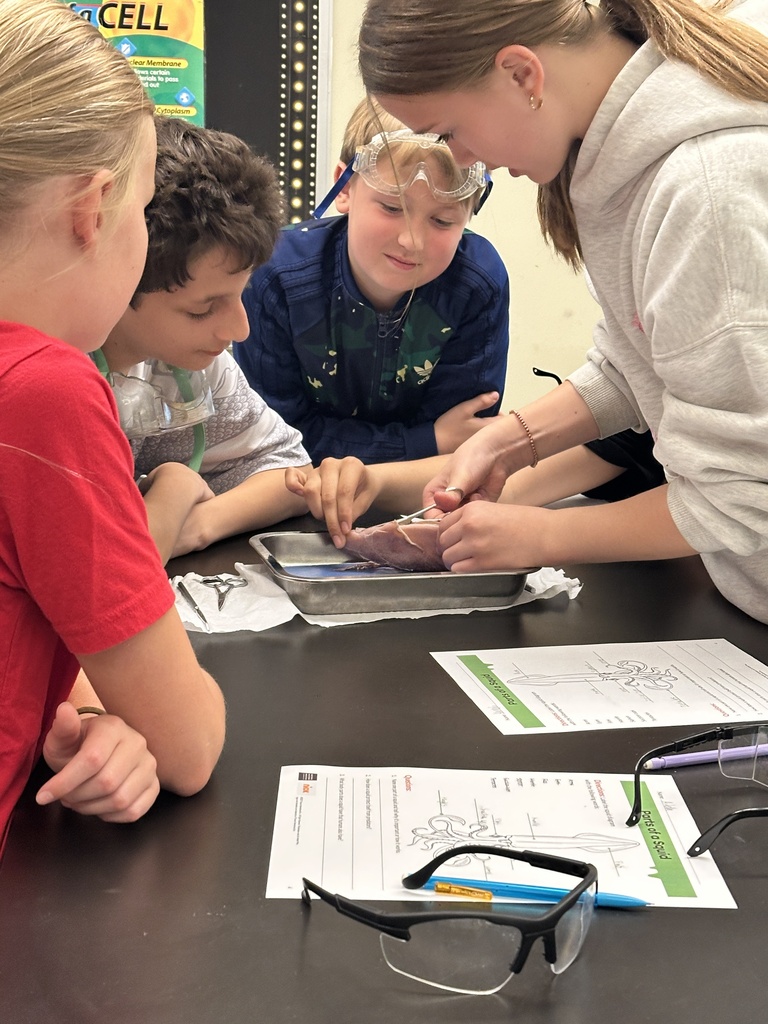 6th grade students dissecting a squid