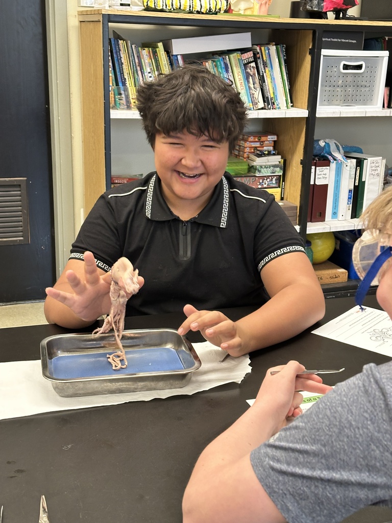 6th grade students dissecting a squid