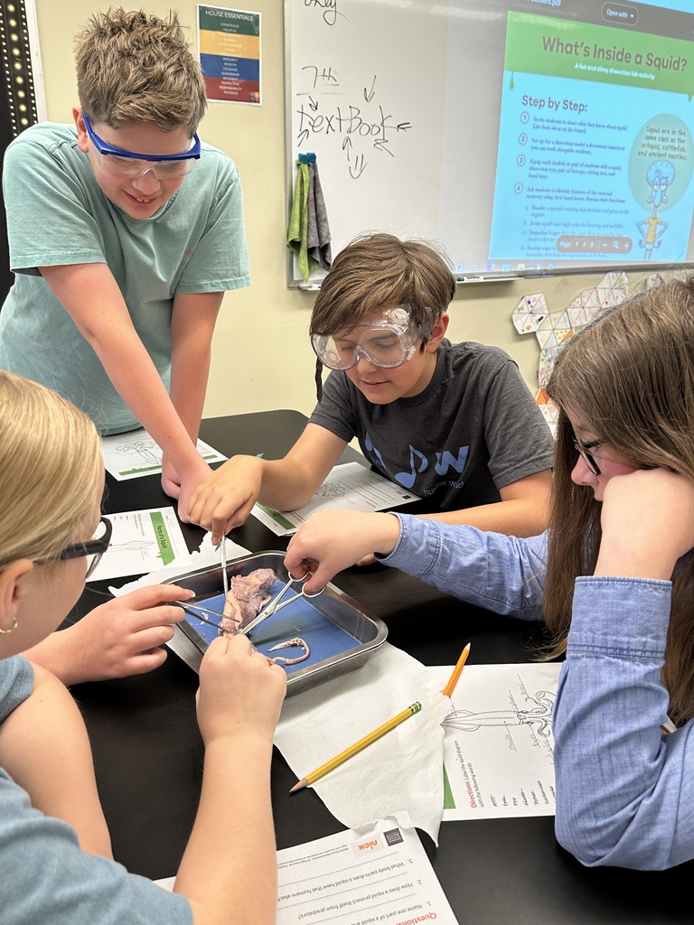 6th grade students dissecting a squid