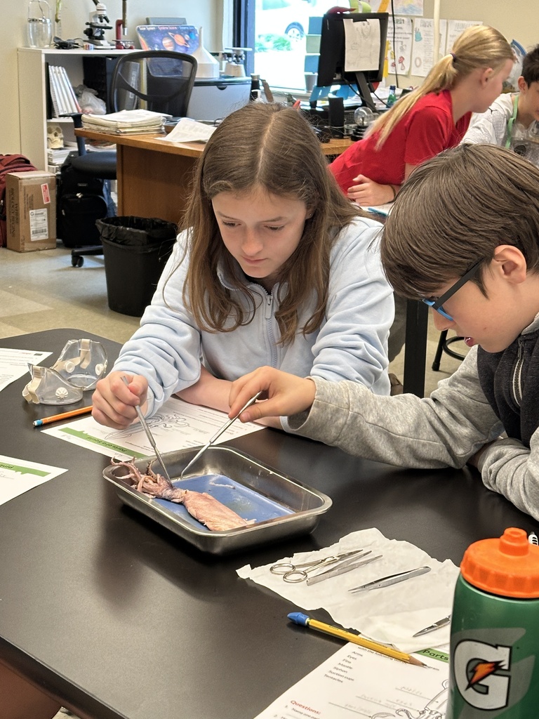 6th grade students dissecting a squid