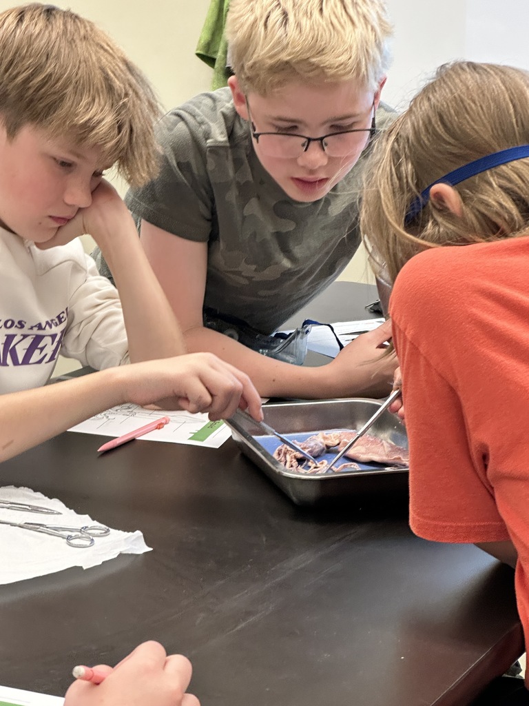 6th grade students dissecting a squid
