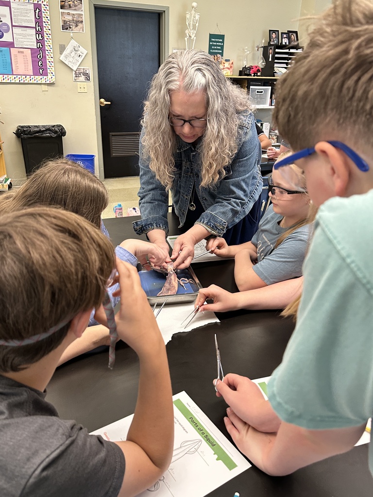 6th grade students dissecting a squid