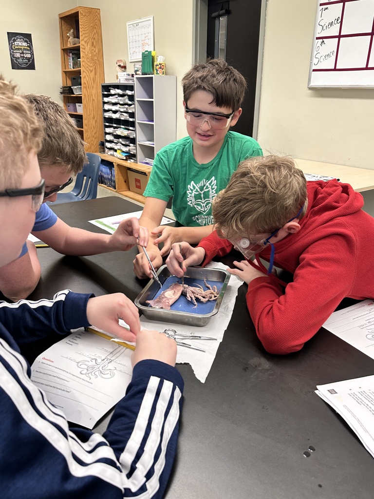 6th grade students dissecting a squid