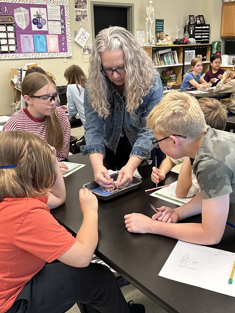 6th grade students dissecting a squid