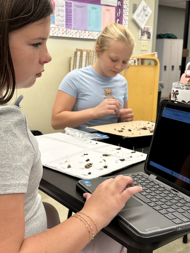 students looking at a laptop with their bug collection on the desk next to the laptop
