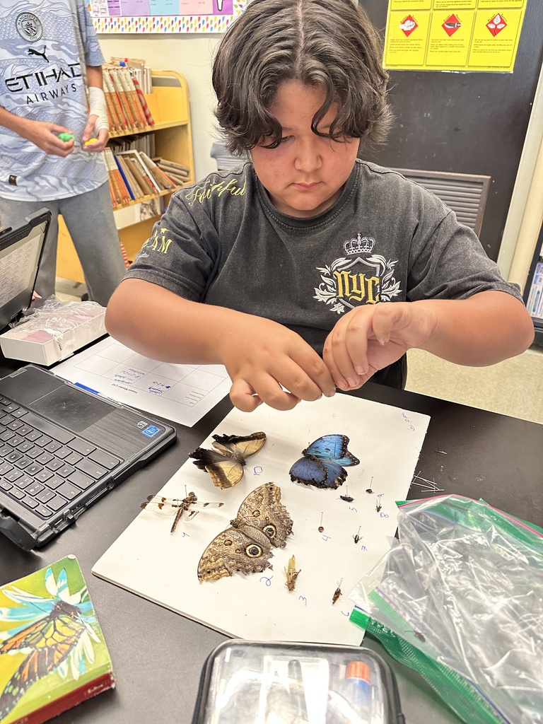 student pinning insects onto a posterboard
