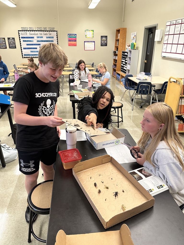 students trying to identify insects