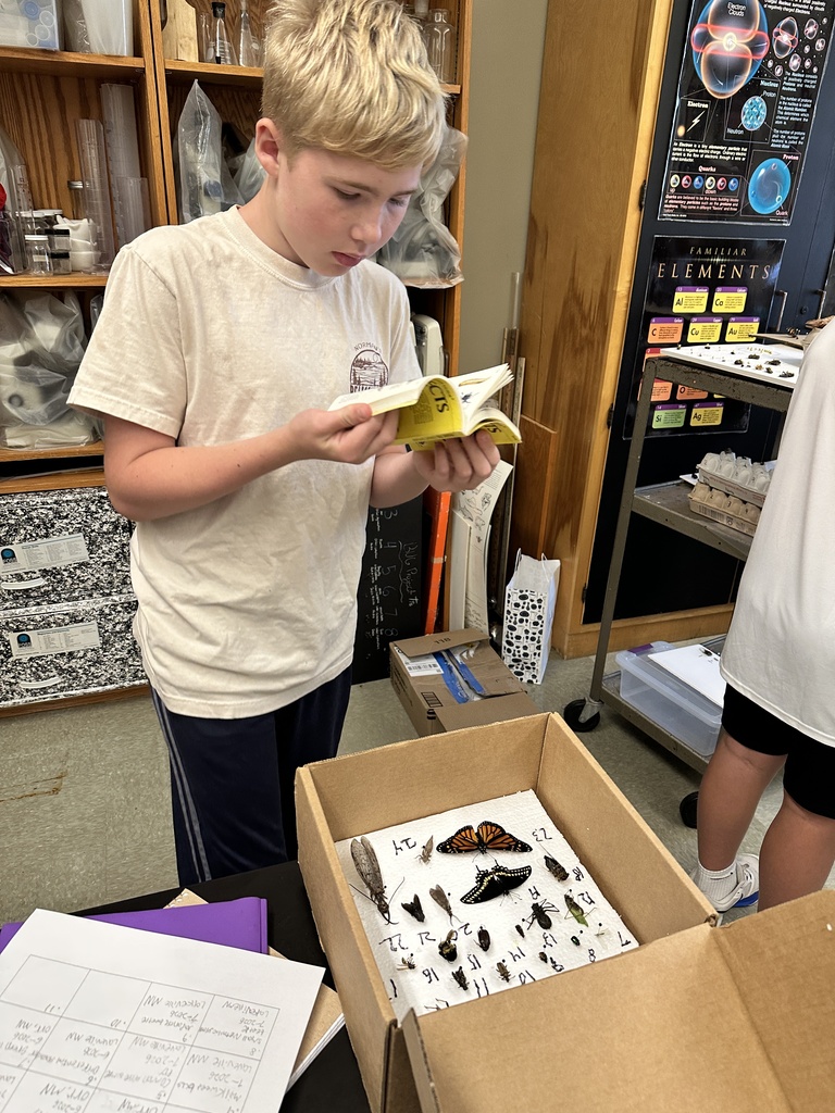 student looking at an insect book trying to identify the insects on his desk