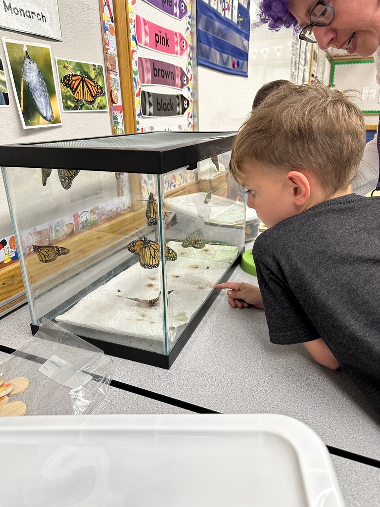 student looking into a cage with butterflies and cocoons