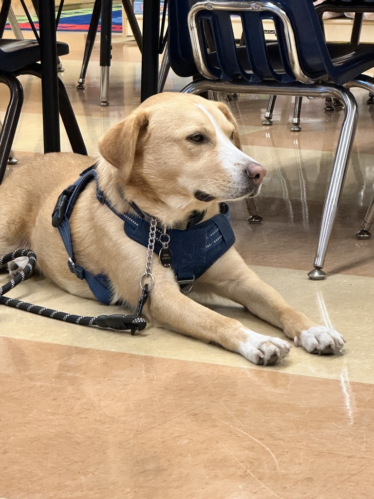 a dog laying on the classroom floor