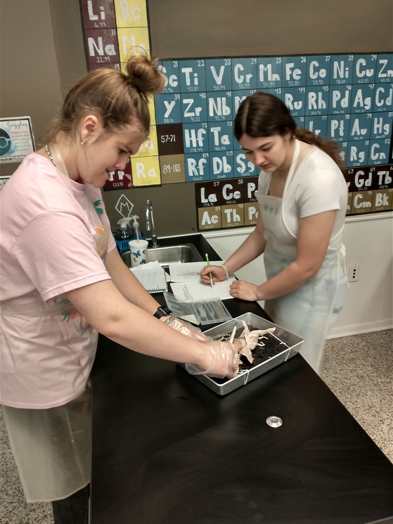 students dissecting a fetal pig
